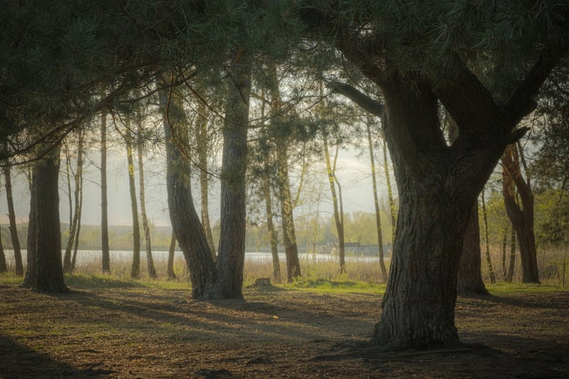 Mystical Woodland Clearings